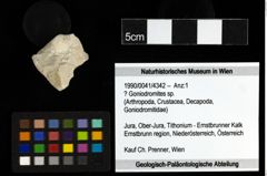 Foto (Objekt + Etiketten) von ? Goniodromites sp. 